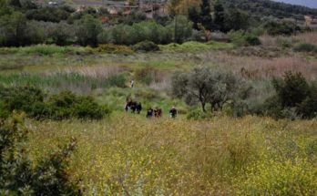 Στον υγροβιότοπο έχουν καταμετρηθεί 49 προστατευόμενα είδη πουλιών ενώ αποτελεί σημαντικό σταθμό των μεταναστευτικών πουλιών.